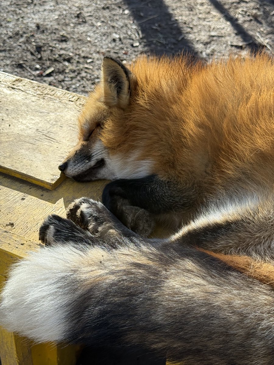 Brutalrattle (@Brutalrattle_) / Posts / X, image size:900x1200