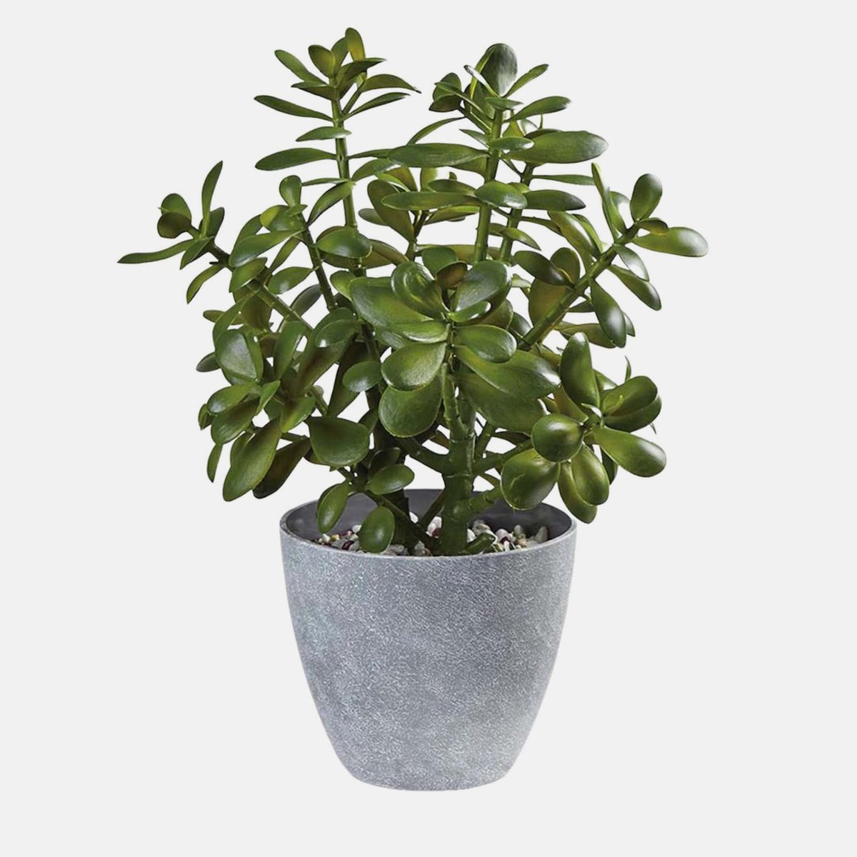 DecorsSelected's tweet photo. Westcharm 16 in. Potted Faux Jade Plant Home Décor | Artificial Crassula Ovata Succulent Money Tree in Melamine Pot | Fake Greenery for Office, Home, Kitchen, Bathroom, Bookshelf

 Rating ⭐ : 4.9
 Check Amazon price >> 🔗 : https://t.co/rZ1jGanPDT https://t.co/AubZzWFZBb