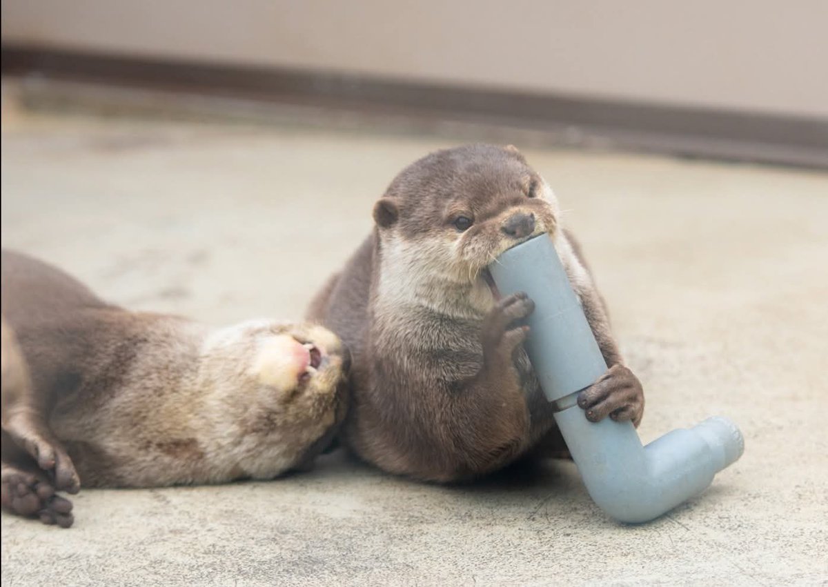 Funny Otters tweet media