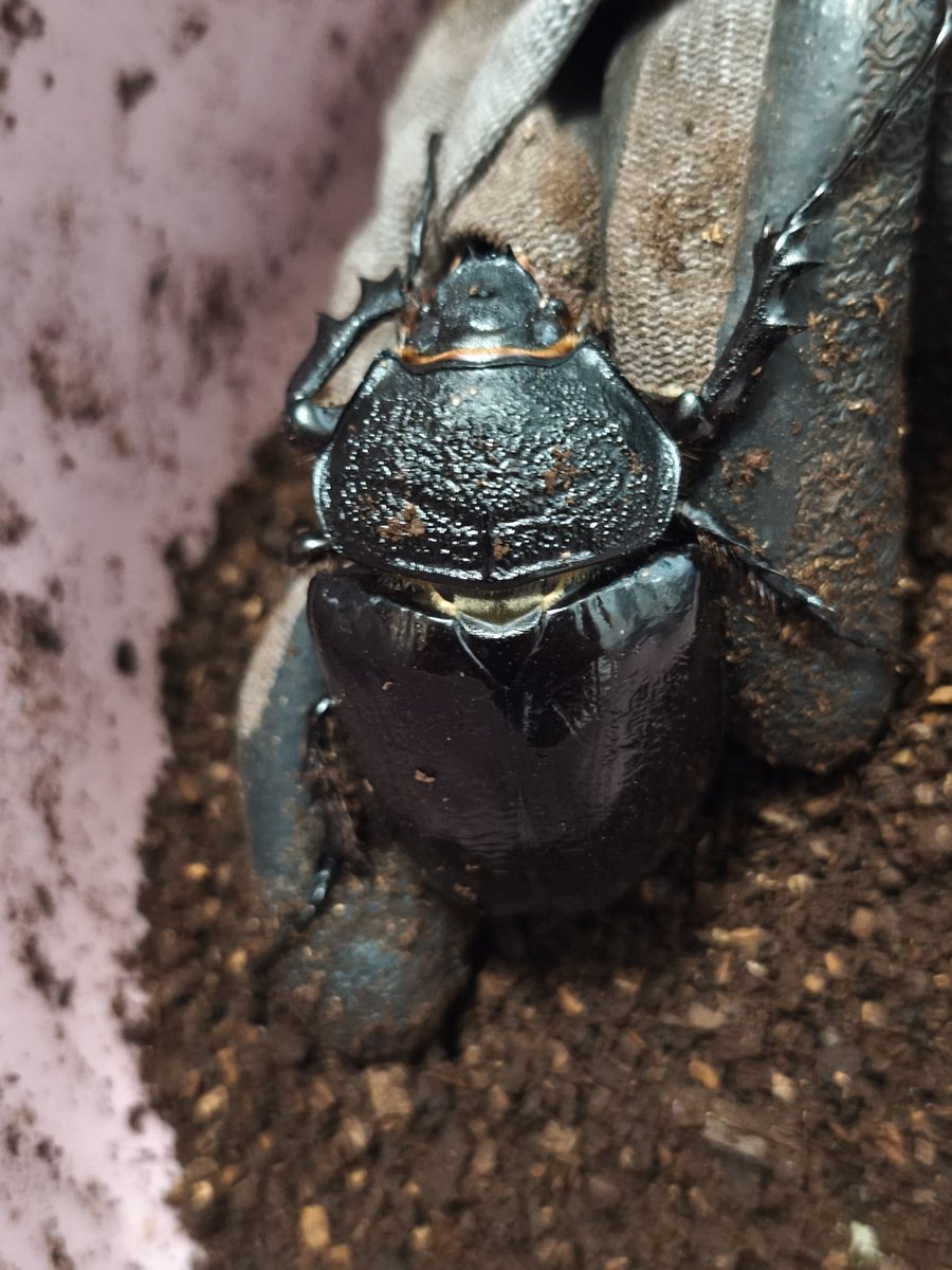 ym1006ef's tweet photo. 本日の掘り出し
マルス♀ https://t.co/p52zMIy6Fq