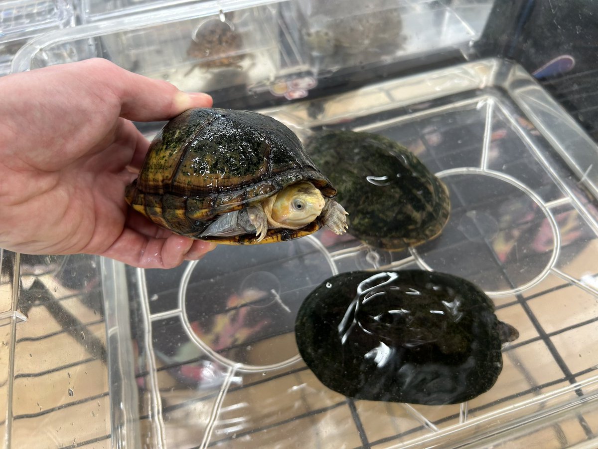 BO東京まもなく開場です！！
ホオアカドロガメの飼い込みトリオがオススメです！！
お待ちしております！！