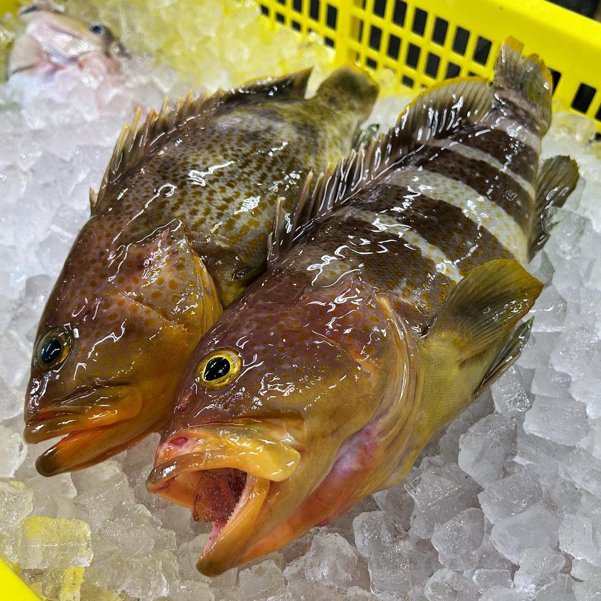 今日のおすすめの刺身はこんなところ。