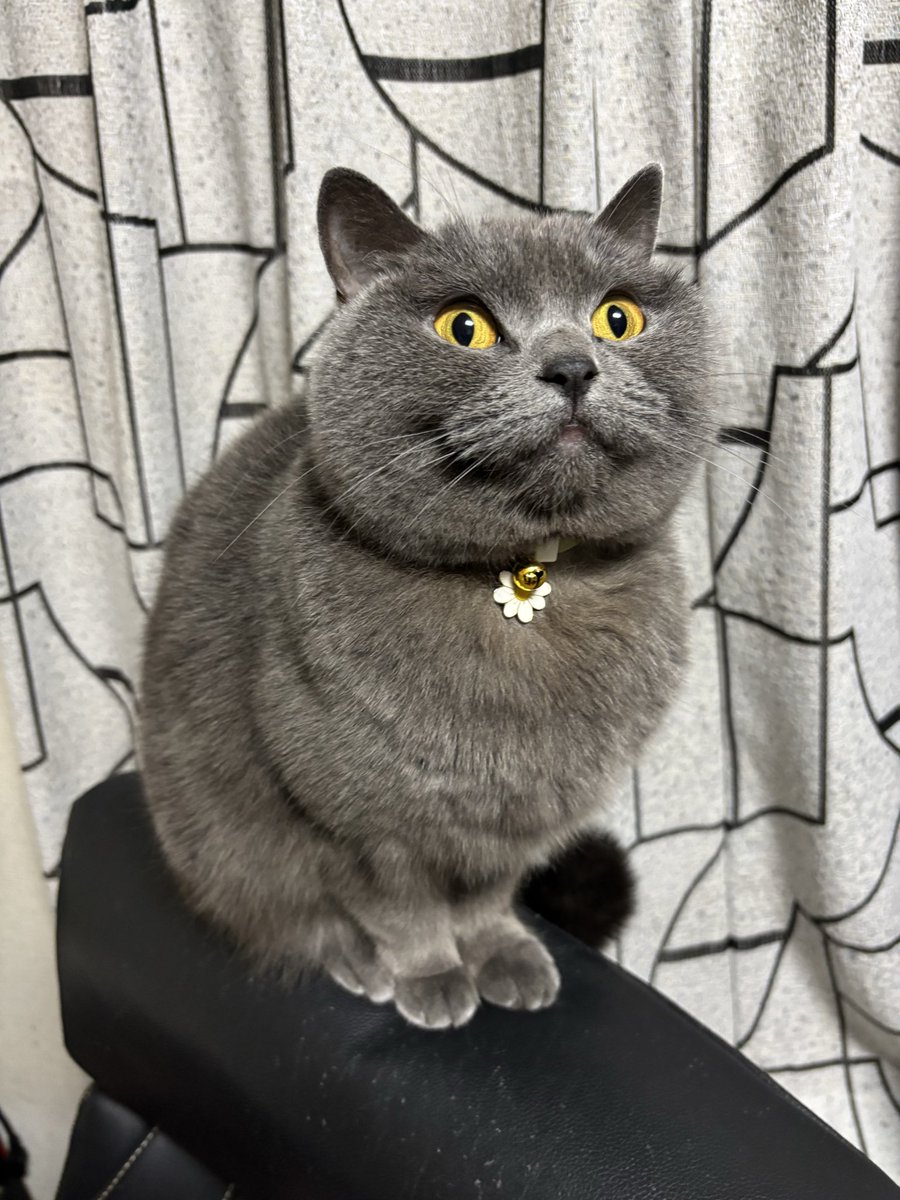 みわみわ(♡❛ ֊ ❛„)ノ🎄🎁✨ (@miwa_3739) / Posts / X