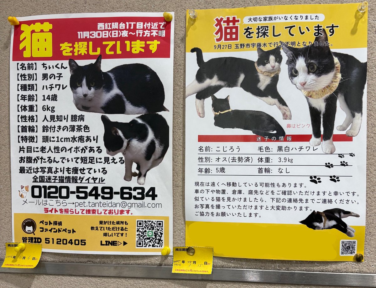 ねこばーぐページ PUSH│ダウンロードページ