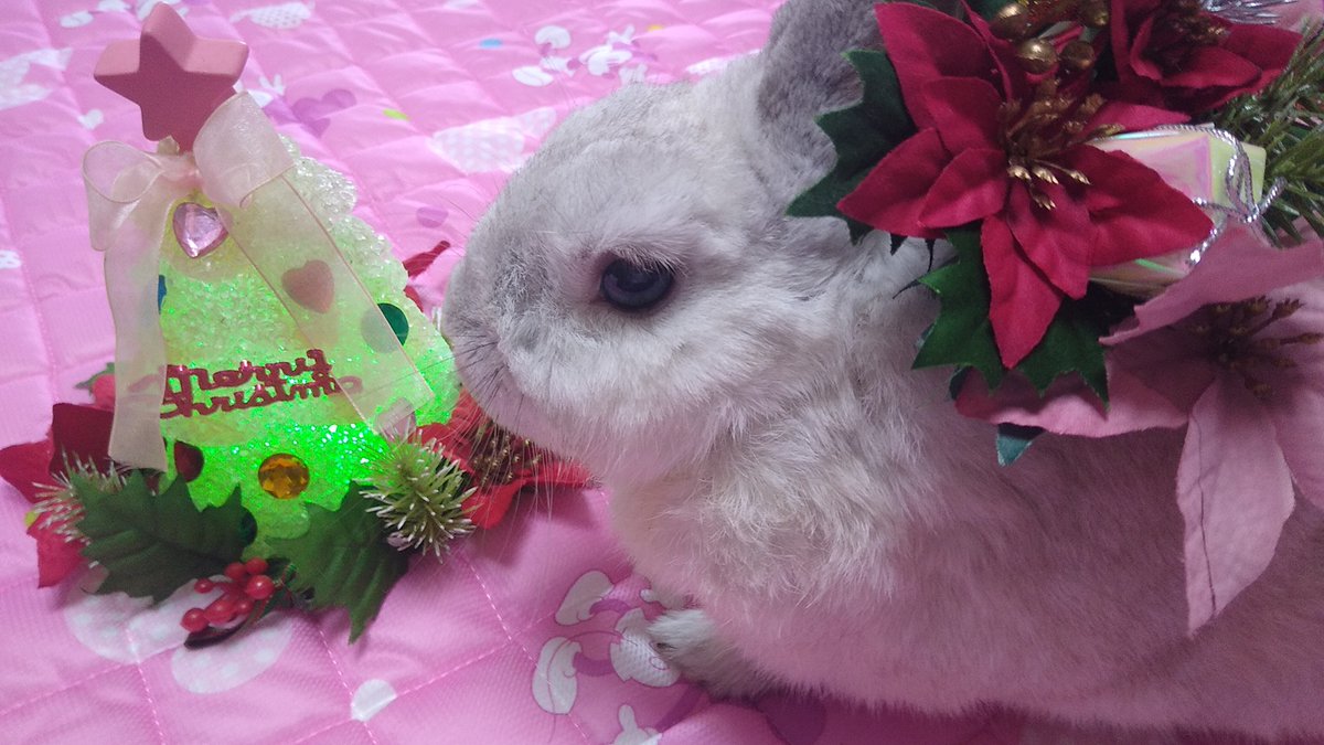 プリンセスラビット tweet media