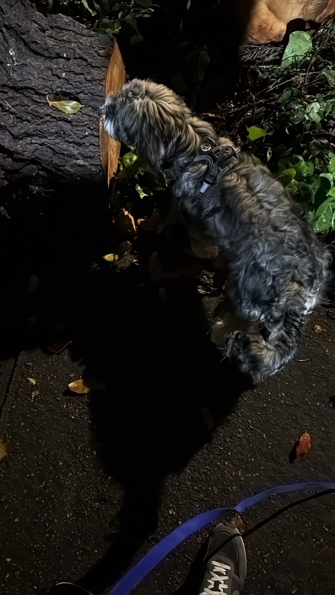 Timø es color árbol xd