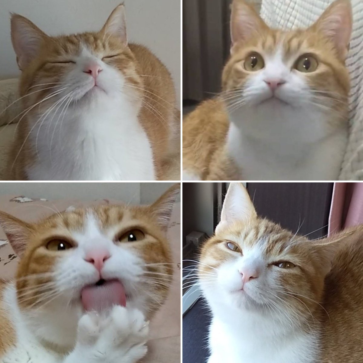 確認用❁¨̮完成しました(*^^*) ライブディオZXとは？ニセモノに注意！