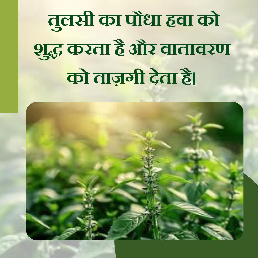 Sant Shri Asharamji Bapu has given the priceless gift to the society of celebrating #TulsiPujanDiwas on 25th December.

Tulsi is called the Wonder Drug &amp; Queen of Herbs. Tulsi plant is important from Health &amp; Spiritual viewpoint and also from Environmental Protection perspective.