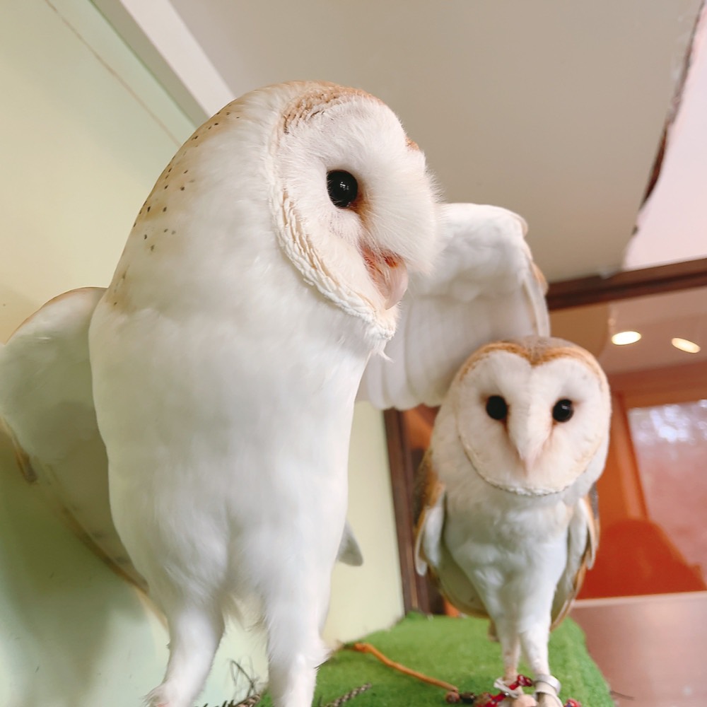 ＊恭ちゃんフクロウ君＊【メンフクロウ】＊レア 恭ちゃんフクロウ君＊【メンフクロウ】＊レア 11月予約】【送料無料