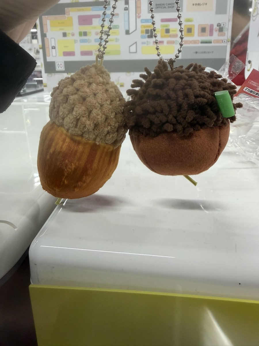 どんぐりってこんなに種類があるんだね