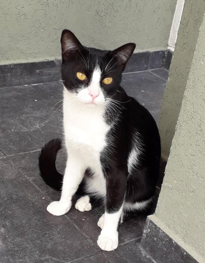 Durazno no aparece desde el viernes a la mañana. Les pido que piensen bonito en él y que aparezca sano y salvo 🙏🏻
Ya lo busqué por toda la zona, le mandé msj a todos los vecinos. Y no le puedo pedir ayuda a los gatos del barrio porque no hay otros...