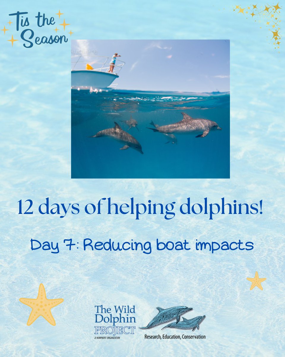 Wild Dolphin Project tweet media