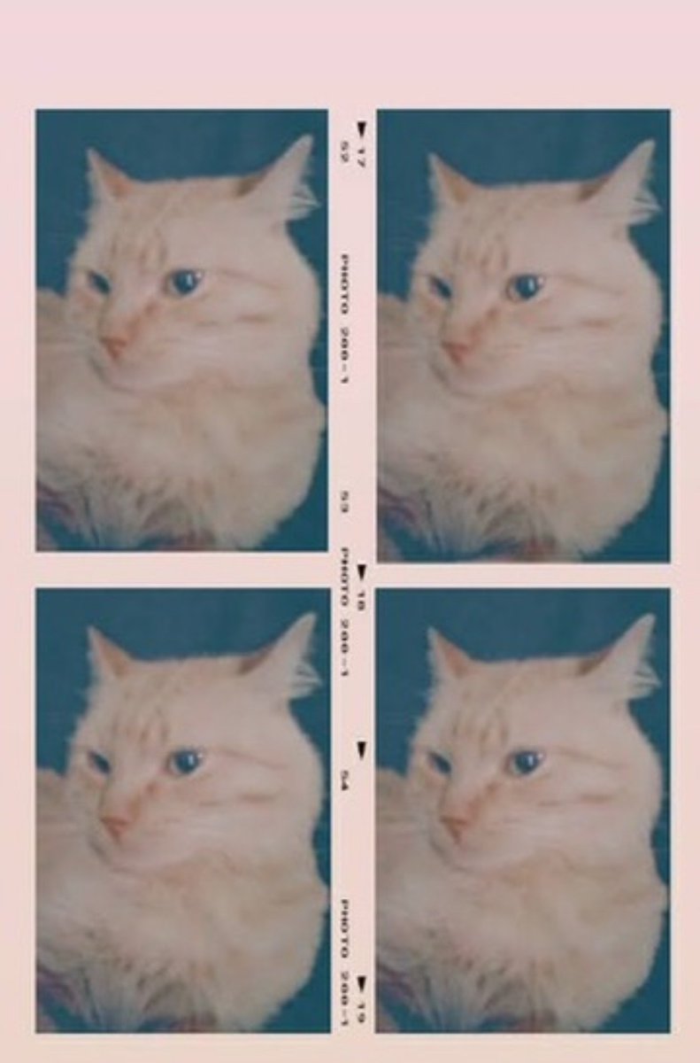 cottrillsgf's tweet photo. PRECISO da ajuda de vcs!
Flock foi um gato meu de infância que fugiu. Essa semana ele reapareceu, com ferida aberta, possível miíase e sintomas de sinusite/gripe.
Criei uma vakinha pq não tenho condições de pagar tratamento.
O link está abaixo. Qlqr ajuda ou RT já faz diferença. https://t.co/7cSXamTvlW