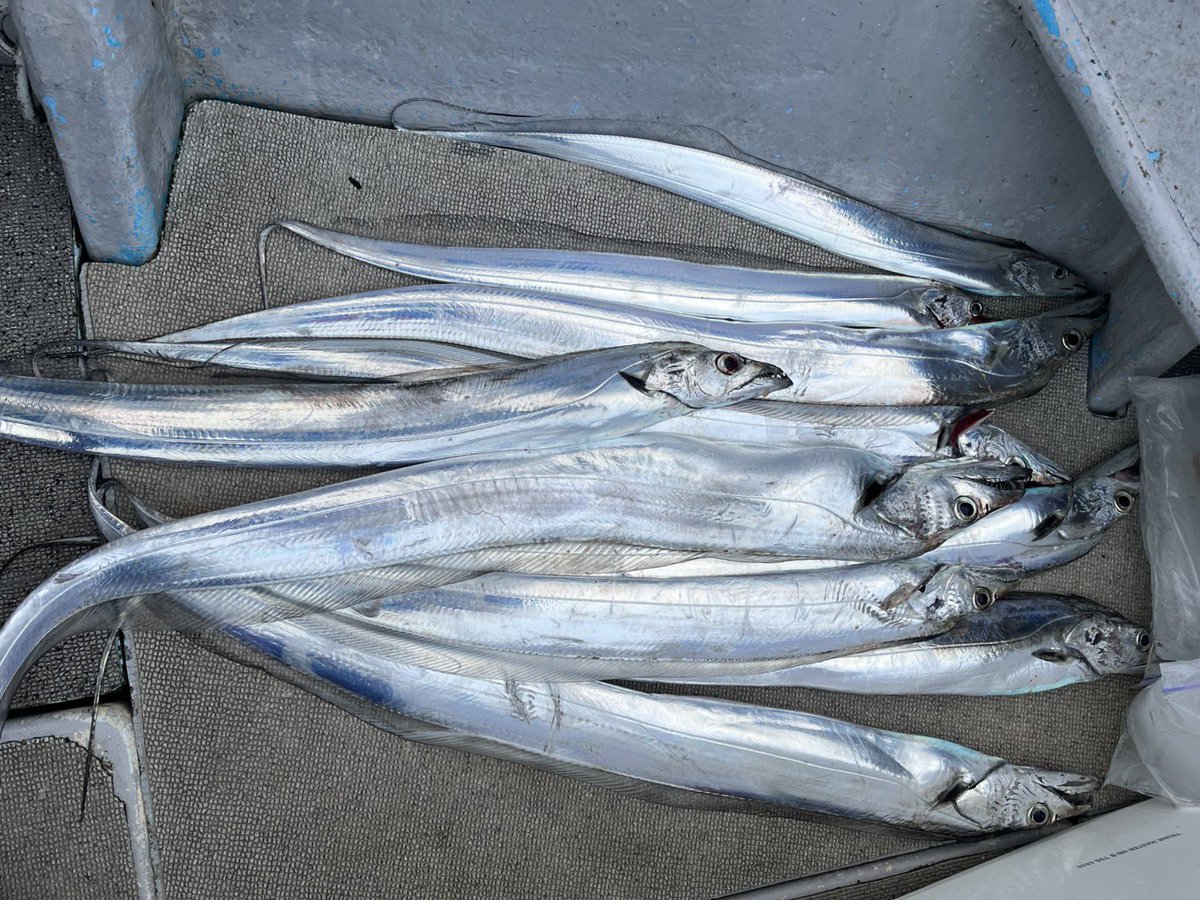 太刀魚釣りは、どの誘いがあっているかを考えるのが楽しい(≧∇≦)
ゲスト様に助けられました。 #遠州海馬丸  #太刀魚  #太刀魚ジギング  #タチウオテンヤ
