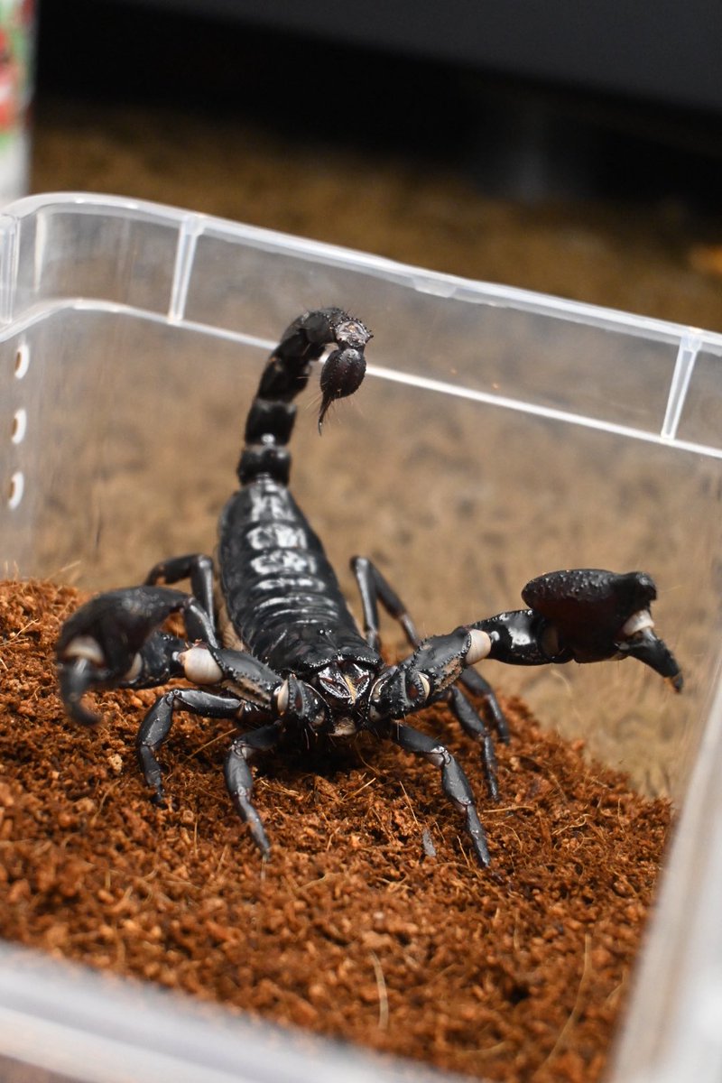 みzoo (@zoo69712356) / Posts / X