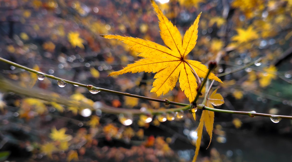 きょうの六義園
夜中に降り続いていた雨が止みました。枝に残った最後の紅葉です。
 #写真が好きな人と繋がりたい #キリトリセカイ #東京カメラ部 #文京区
#モミジ　#楓　＃スマホ写真