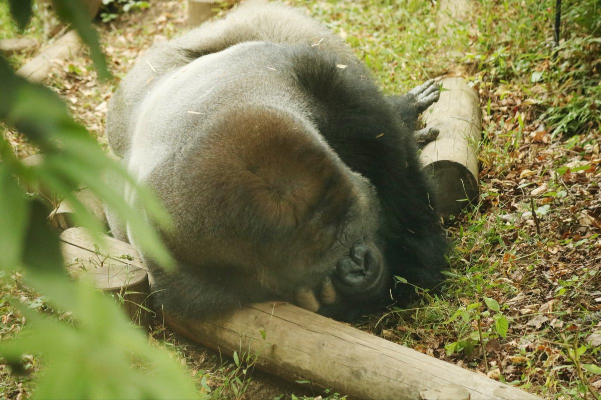 胃腸炎で3日間ダウンしました🫠
年内の仕事を片付けようと気張りすぎたようです…
みなさまもどうぞご自愛ください😌