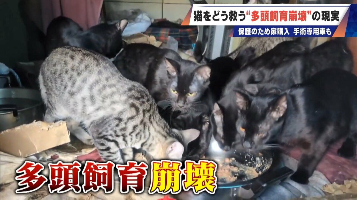 livedoornews's tweet image. 【飼育崩壊】ネコ30匹以上が暮らすごみ屋敷…電気が止まり家主はマンガ喫茶で寝泊まり
news.livedoor.com/article/detail…

猫の保護活動家が訪れた家は、多頭飼育崩壊が起きており「最悪の現場」と語った。家主が放置したごみを掃除していると、家主の母親と最初の飼い猫の遺骨が出てきたという。