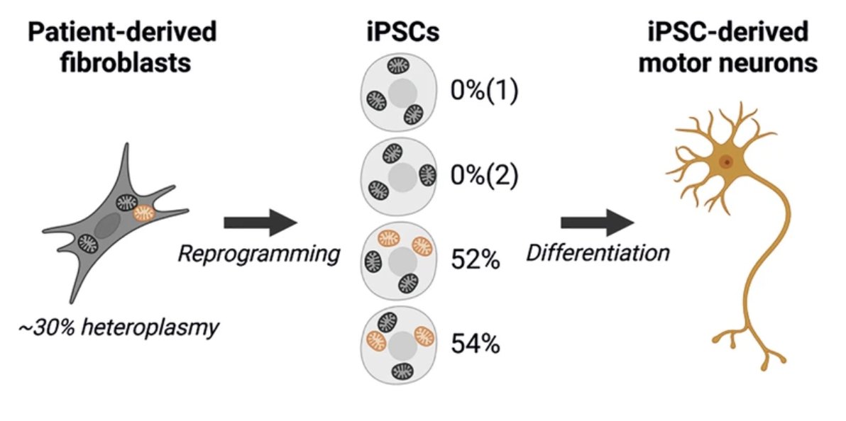 MitoPsychoBio's tweet image. Neurons with mtDNA mutations are hypermetabolic: they burn ~35% more energy than cells with normal mitochondria.

Mitochondrial defects decrease cellular energy efficiency, increasing the cost of living.

Beautiful new paper by @HTyynismaa and team.
nature.com/articles/s4200…