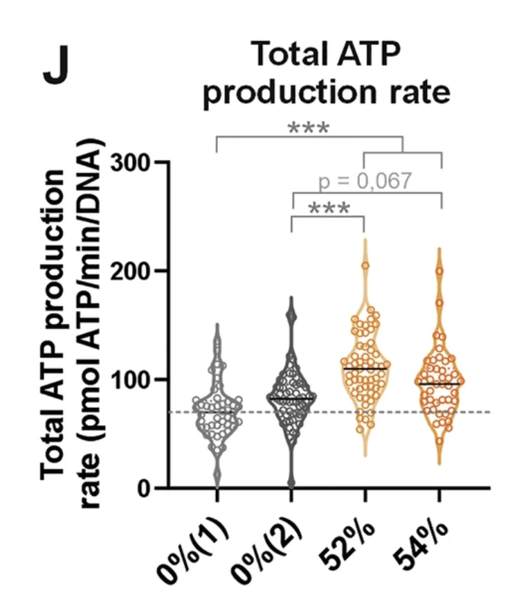 MitoPsychoBio's tweet image. Neurons with mtDNA mutations are hypermetabolic: they burn ~35% more energy than cells with normal mitochondria.

Mitochondrial defects decrease cellular energy efficiency, increasing the cost of living.

Beautiful new paper by @HTyynismaa and team.
nature.com/articles/s4200…