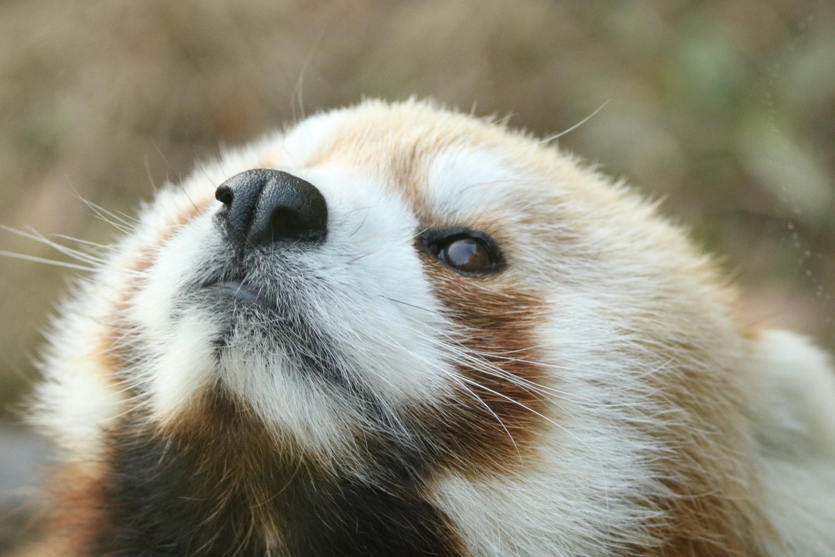 レッサーパンダ可愛いです✨
#ルカ
#カリン
#上野動物園