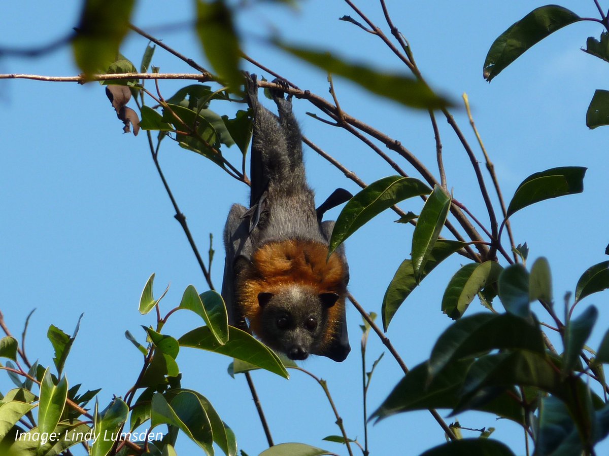 Australasian Bat Society tweet media