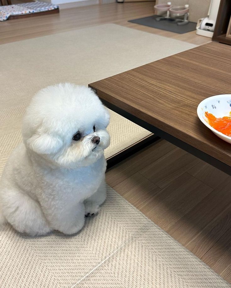 UNlVERSESS's tweet image. ️️
Hari minggu mengurus bayi bayi menggemaskanku.

Si Ody kalem banget sambil nonton tv, si Max lagi kepoin tetangga, hahaha.

 ️️