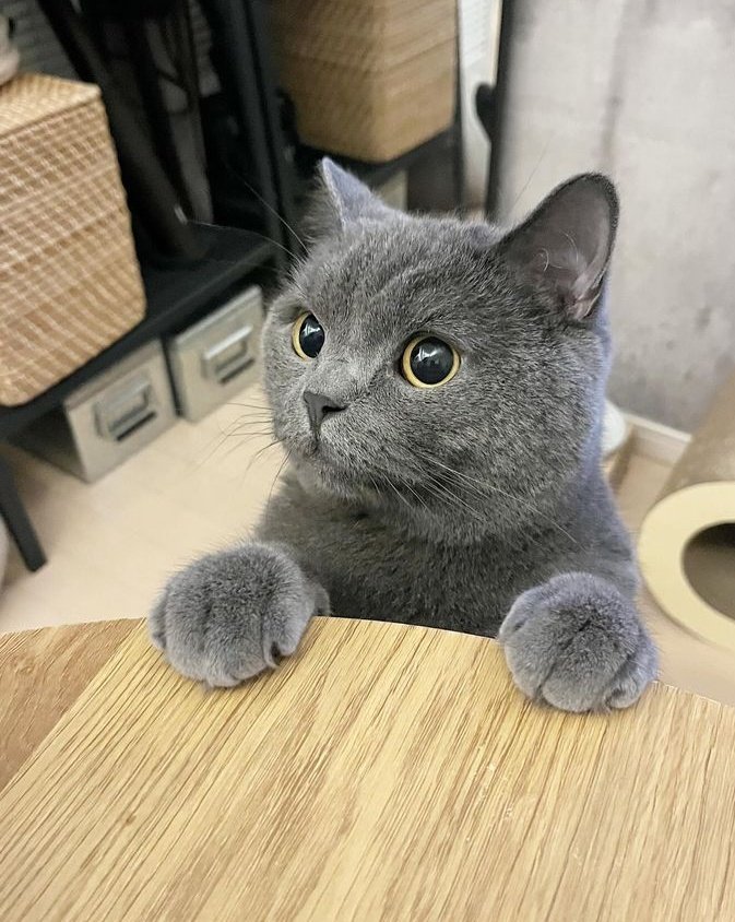 UNlVERSESS's tweet image. ️️
Hari minggu mengurus bayi bayi menggemaskanku.

Si Ody kalem banget sambil nonton tv, si Max lagi kepoin tetangga, hahaha.

 ️️