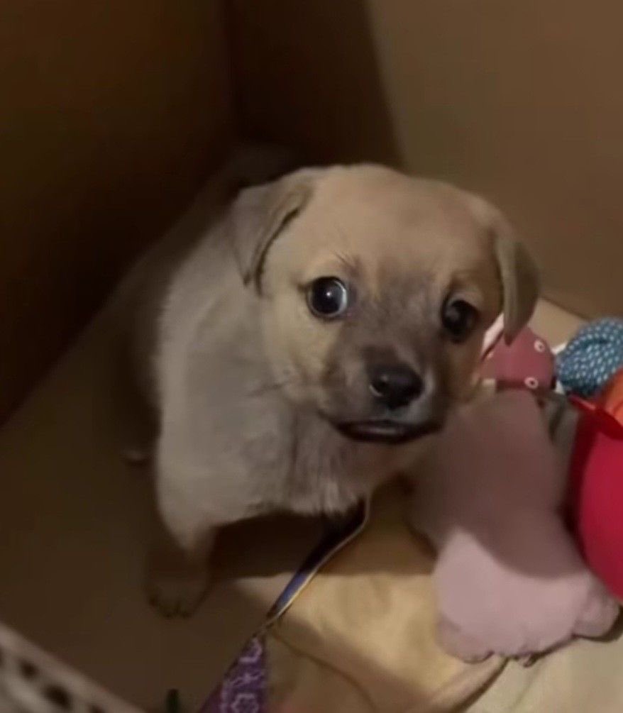 💖 (@twaniimals) on Twitter photo 