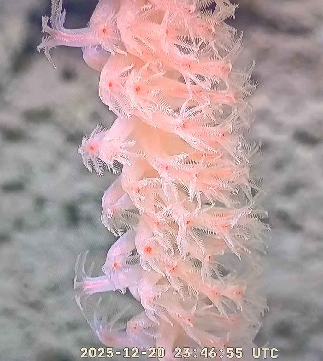 bichoargentum's tweet photo. #SchmidtOcean #CONICET
#VidaenlosExtremos #ExactasUBA
Increíbles bichos y Momentos en esta Inmersión profunda ⚓ 🫧🫧🫧 https://t.co/vOsAZPJH2v