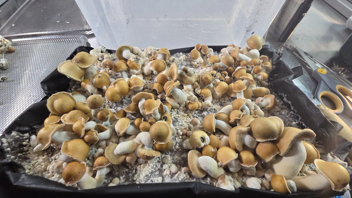 Your Friendly Neighborhood Hippy tweet media