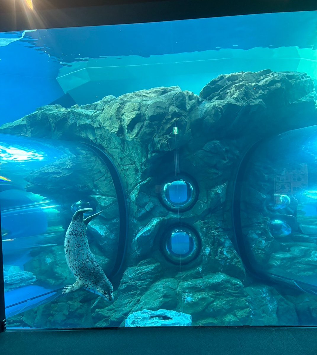 …とある日の朝☀️
アザラシ館のオープン準備をしていたら、何やら視線を感じ振り返ると.....
#しぶき 🦭が大きなガラス面から、こちらをじっと覗いていました👀！

アザラシ館はペンギンランドの奥にあります！🦭
是非、足を運んでみてくださいね！⭐️
#しながわ水族館 #ゴマフアザラシ