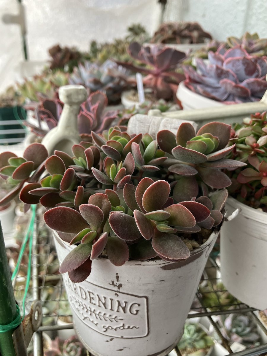 今日は朝から雨模様☔ 少しずつ紅葉してきてますね ワテルメイエリー