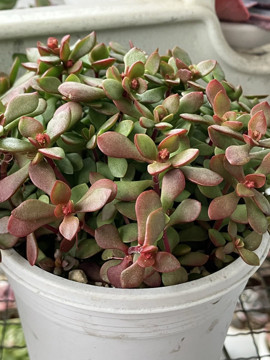 今日は朝から雨模様☔ 少しずつ紅葉してきてますね ワテルメイエリー