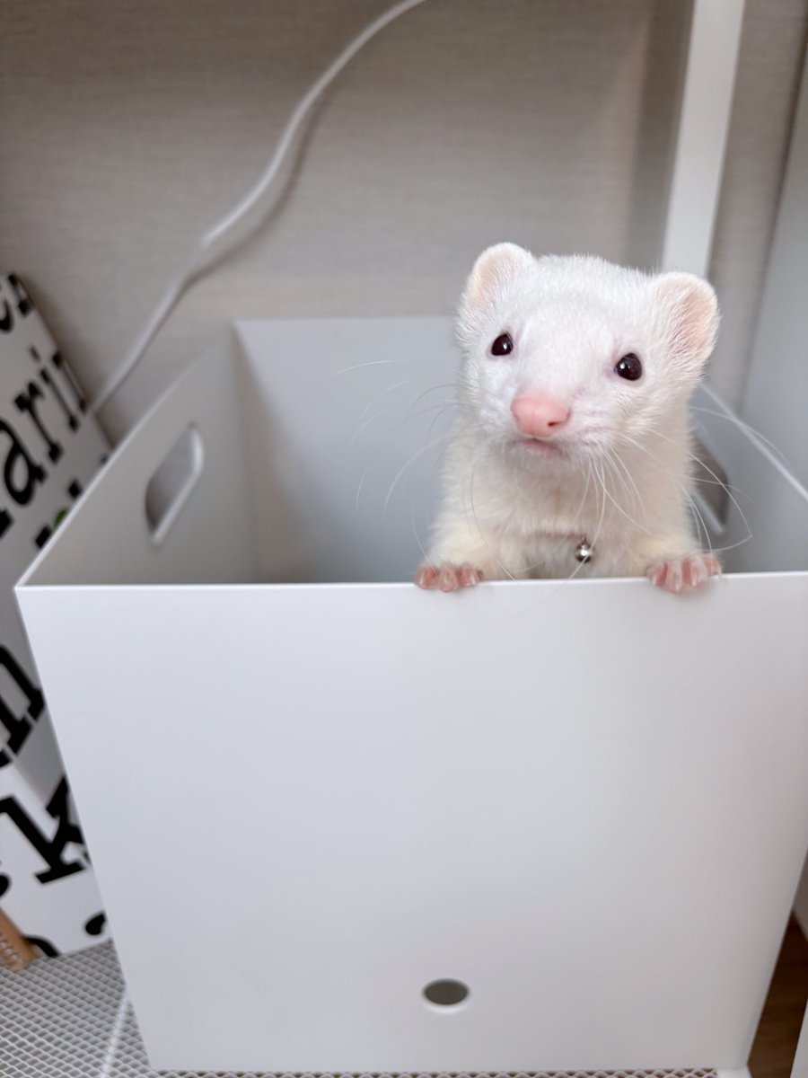 ［ゆぅちゃん♡］ 冬苦手だ #黒髪ボブ #おすすめ