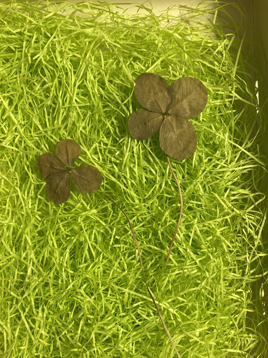 よつばのくろーばー様 楽天市場】ワッペン 四つ葉のクローバーの通販