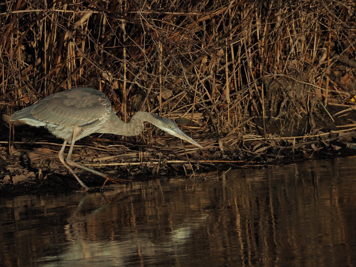 mawgdn's tweet photo. Young Great Blue #Heron fishing in the afternoon sun #WadersWednesday #birdwatching #BirdsSeenIn2025 New Creek Watershed 12/122/25 https://t.co/KxklsFECgb