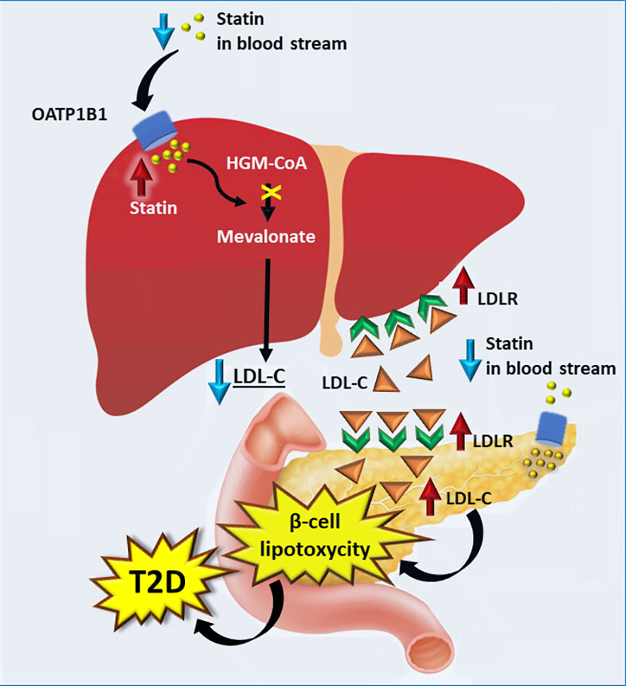 A proposed mechanism for statin-induced Type 2 Diabetes (T2D). 

frontiersin.org/journals/endoc…