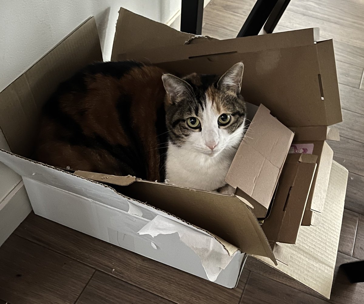 なんでそんな最高の寝床見つけたみたいなキラキラおめめしとるんや。 