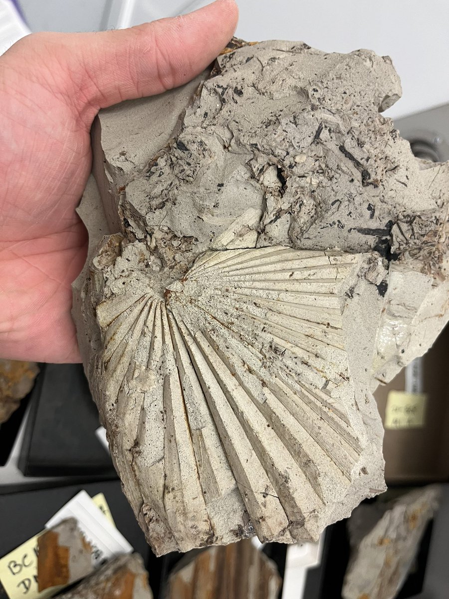 アメリカ、ワイオミング州、Big Cedar Ridge の後期白亜紀の植物化石