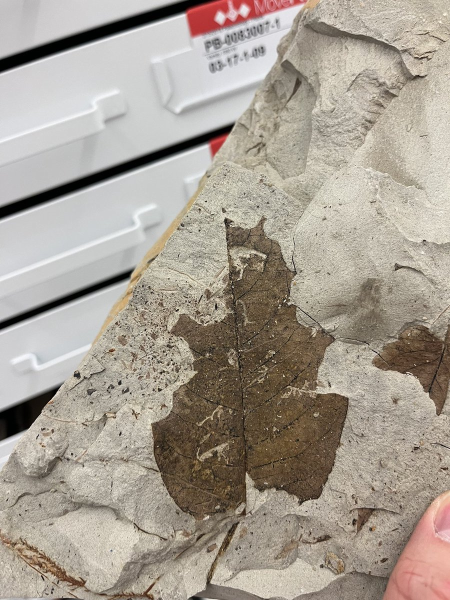 アメリカ、ワイオミング州、Big Cedar Ridge の後期白亜紀の植物化石