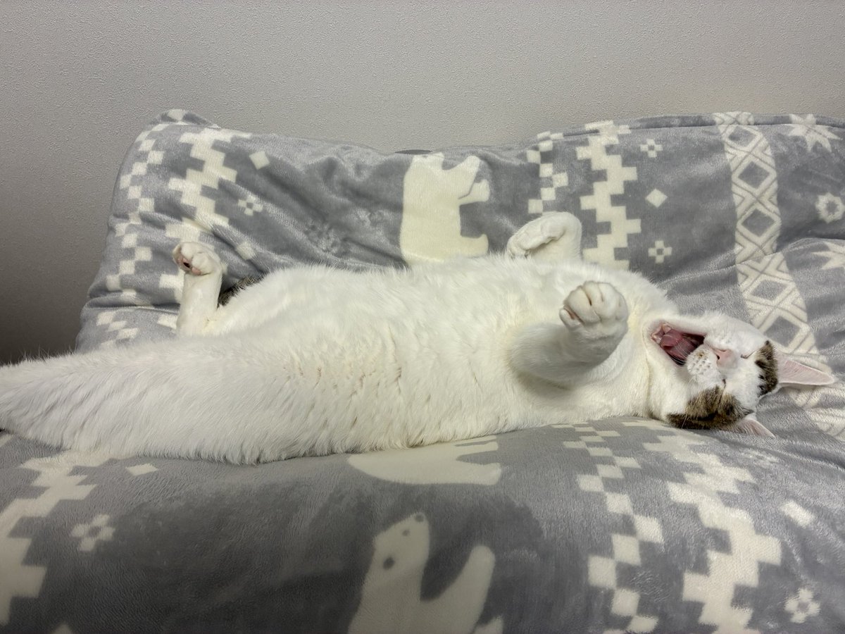 RamiRopeSoto's tweet photo. 猫はこたつで丸くなるはもう時代遅れです

新時代は「猫は布団で横になる」 https://t.co/IknaaT4nUS