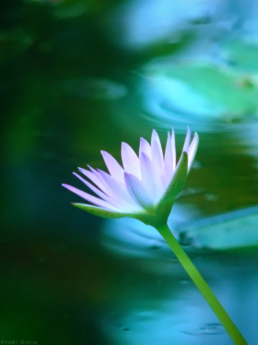 Post by 赤タマゴ on X: ✨