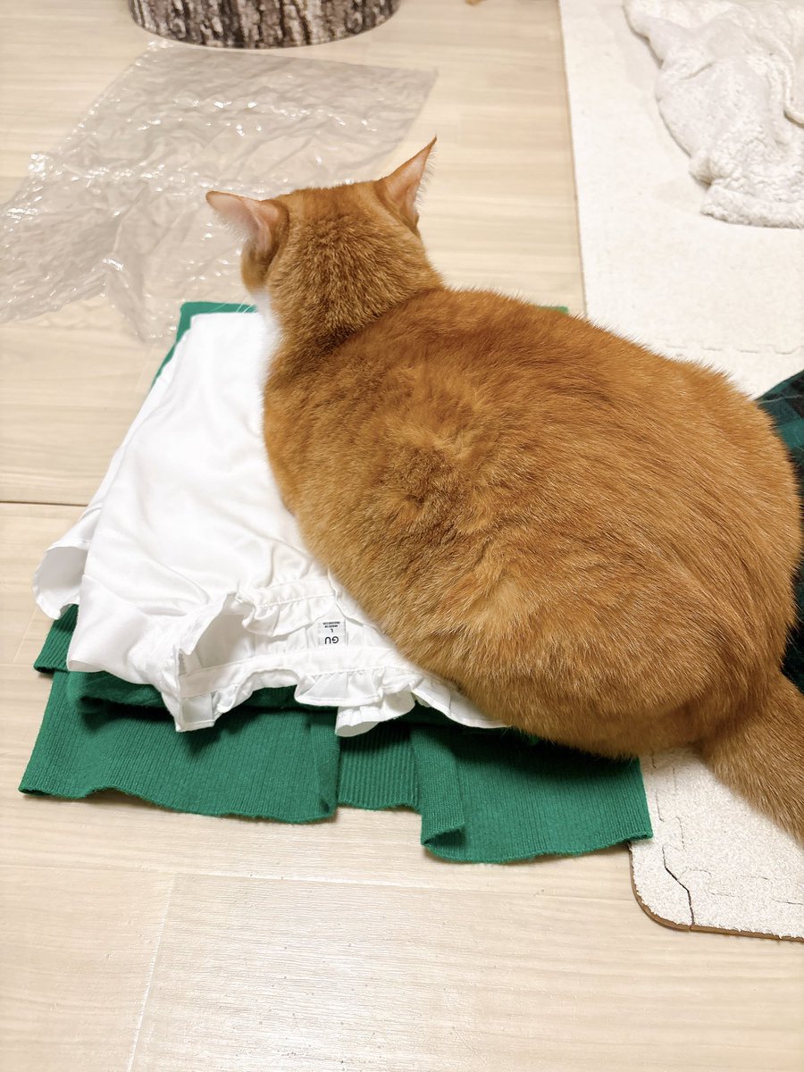 きなこ (@9i_7a_5o) / Posts / X