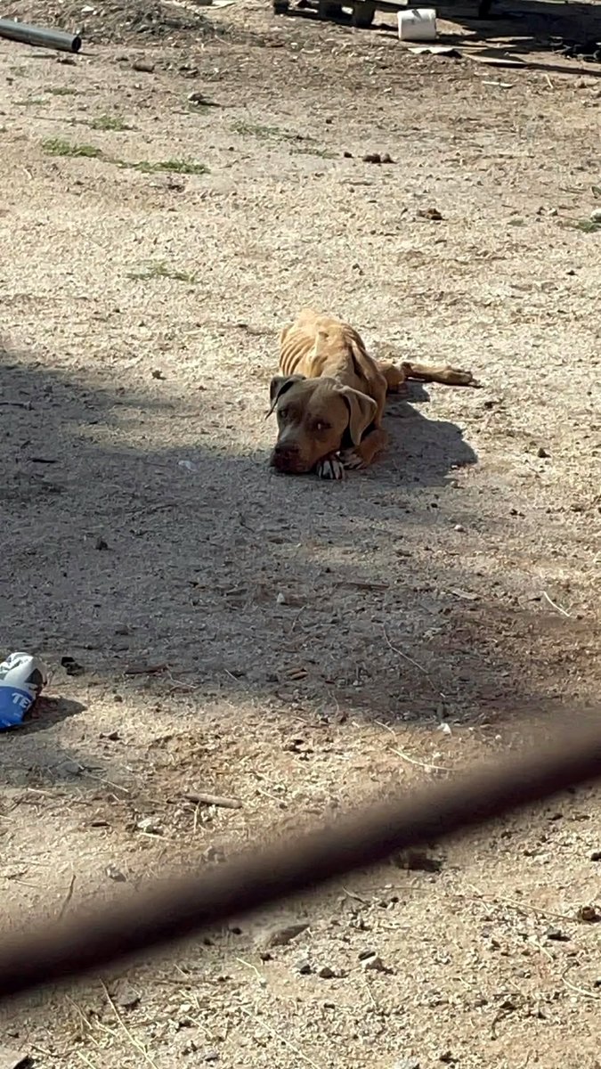 VOZ🙏El perro más flaco  del mundo está encerrado y abandonado en Mexicali y no le queda mucho tiempo
Nos comparten Ayuda Mexicali BC
#difundan