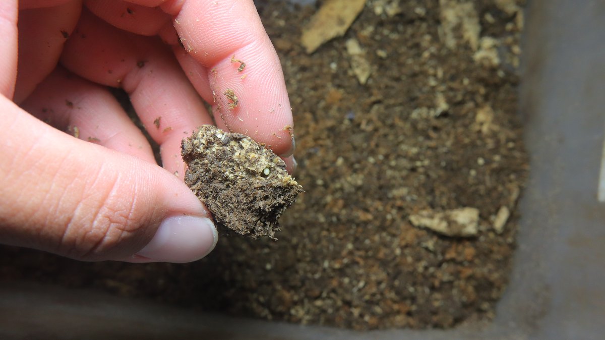 ✳︎タイマイ✳︎ シックスティーズ - 1-39-52-01-02-04｜グラスヒュッテ・オリジナル