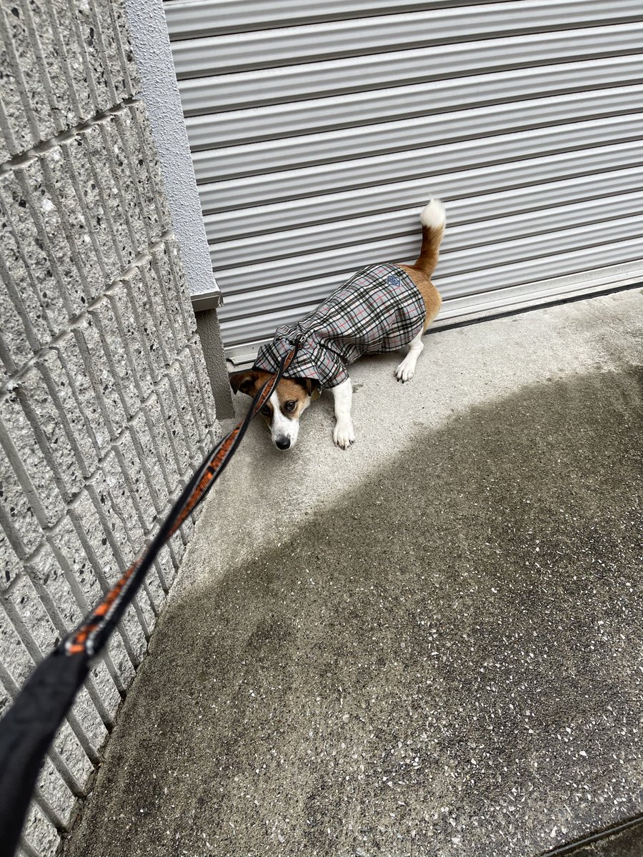 JRT_Loki's tweet photo. 肉球は濡らしたくない派です https://t.co/TFVloRieSe