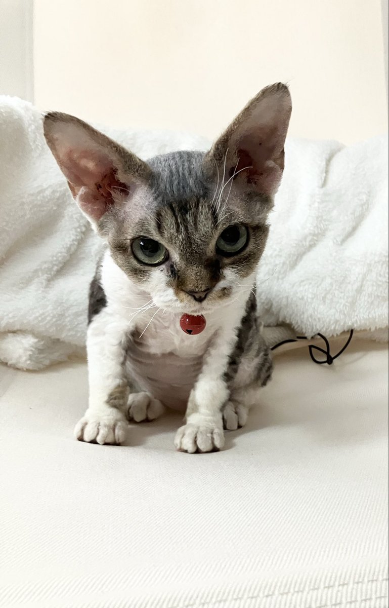 🦦眇眼🦦 (@1954love_hate_) / Posts / X