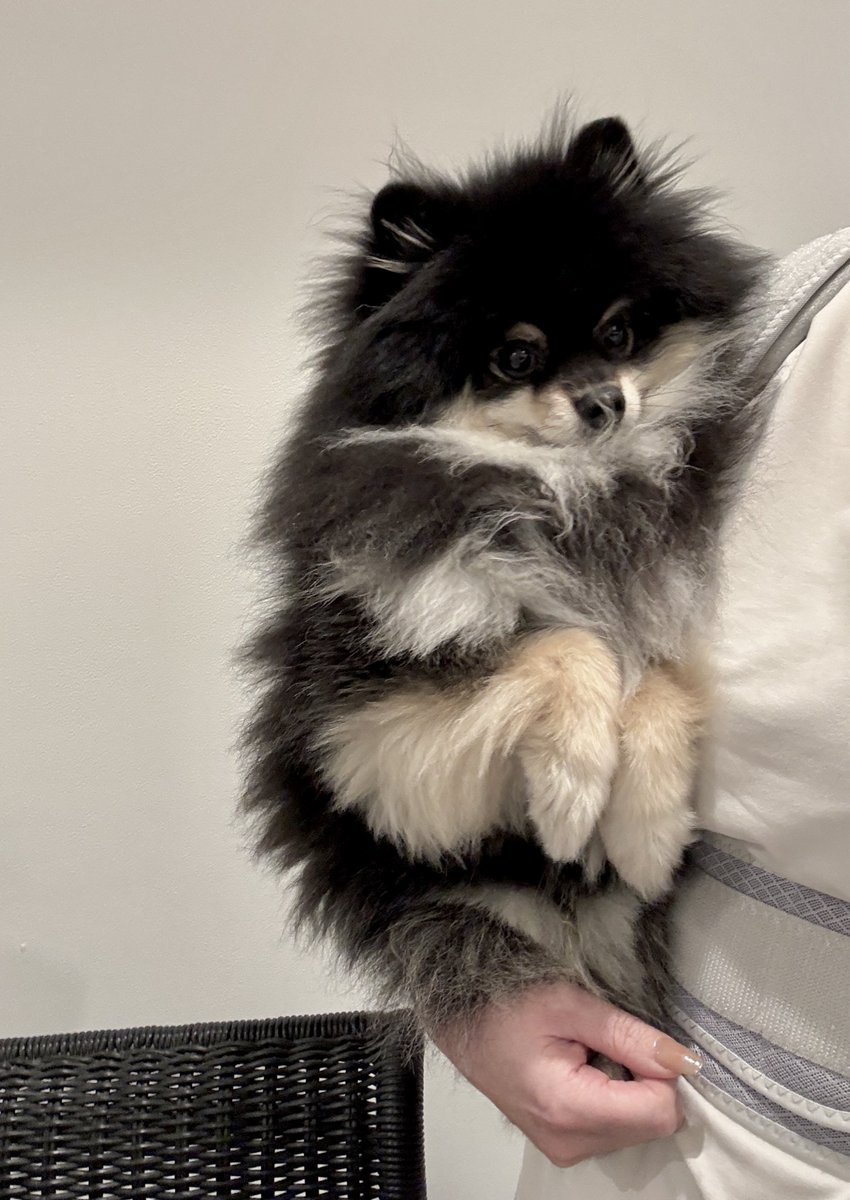 チャピシト🧸🍋ポメラニアン (@chappy_1005) / Posts / X