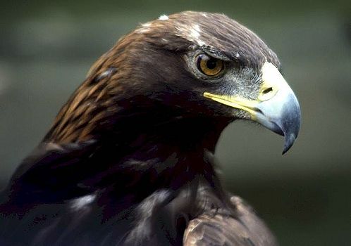 panda_profesor's tweet image. El Sol y la guerra 🌞🌞🌞
El águila real (Aquila chrysaetos) fue un ave muy preciada en el #Mexico antiguo. Se le asociaba con el Sol y con la guerra. Pinturas murales, frisos y esculturas representaron a este animal por casi un milenio en el centro del país. 
#arqueologia